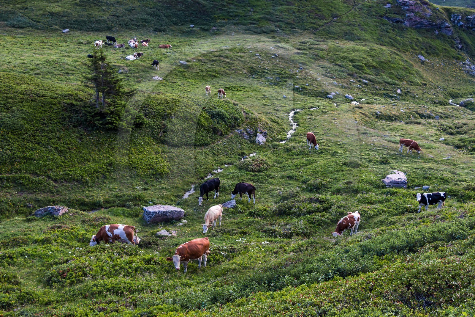 alpages du lac du Mont-Cenis