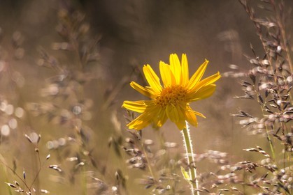 Arnica des montagnes, Arnica montana