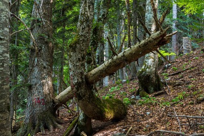 Bois du Chapitre, forêt domaniale de Gap-Chaudun
