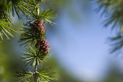 Cône femelle de mélèze (larix décidua)