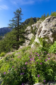 Géranium des bois; Geranium silvaticum