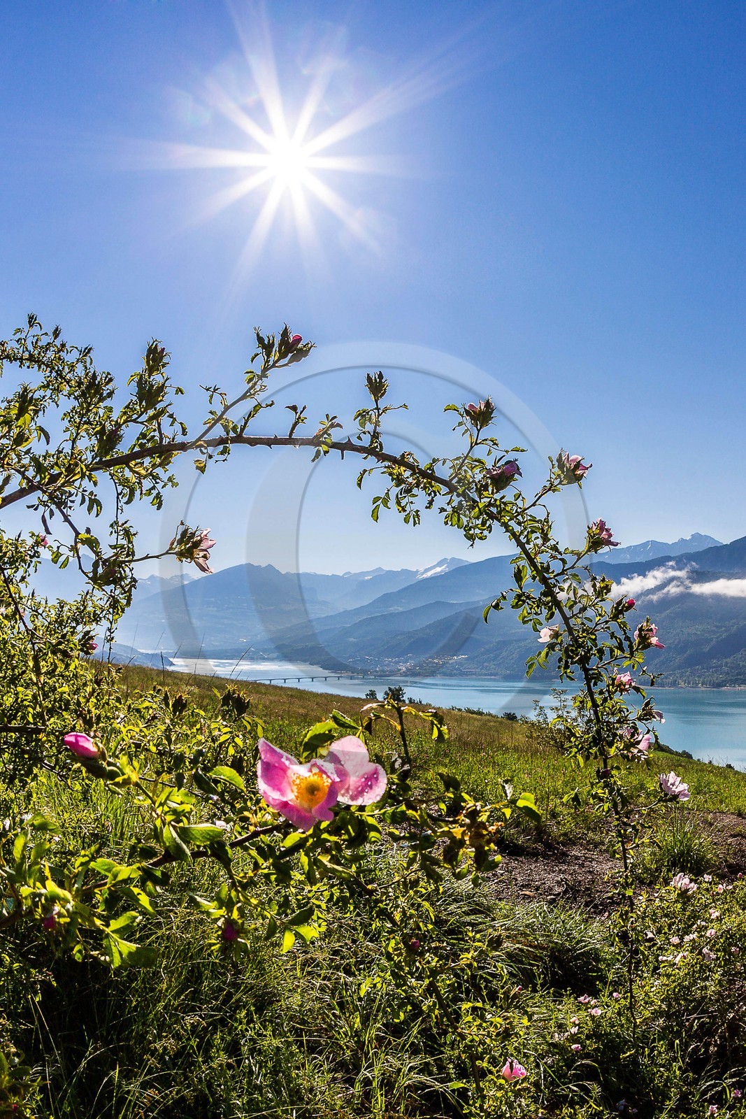 Lac de Serre-Ponçon, rosiers, églantiers et le Pic de Morgon