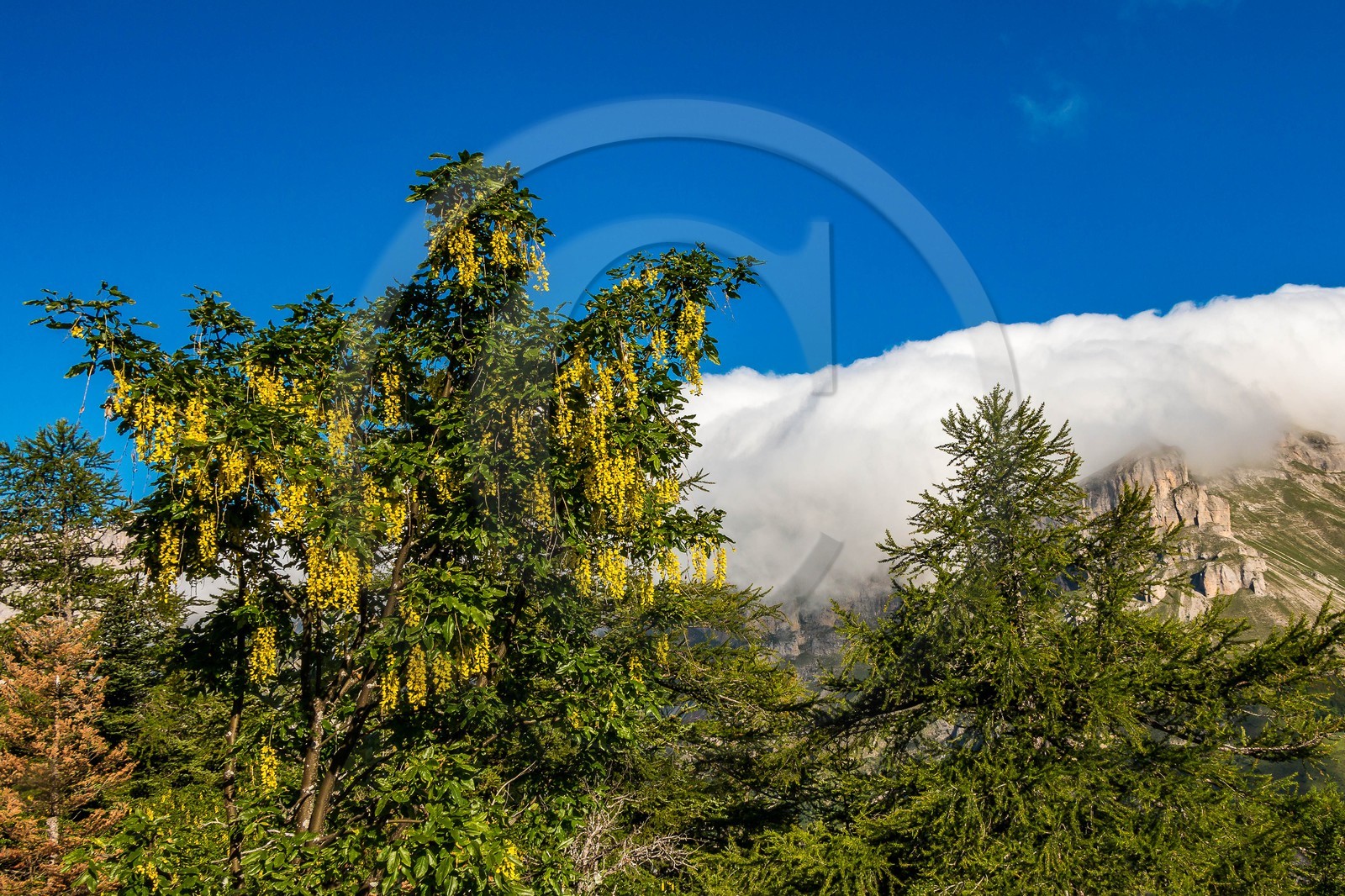 Bois du Chapitre, forêt domaniale de Gap-Chaudun