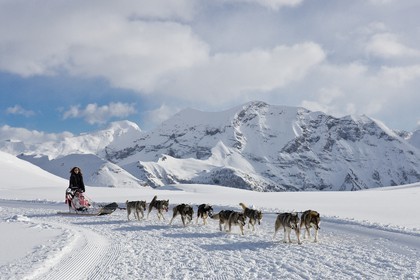 Chiens d'attelage