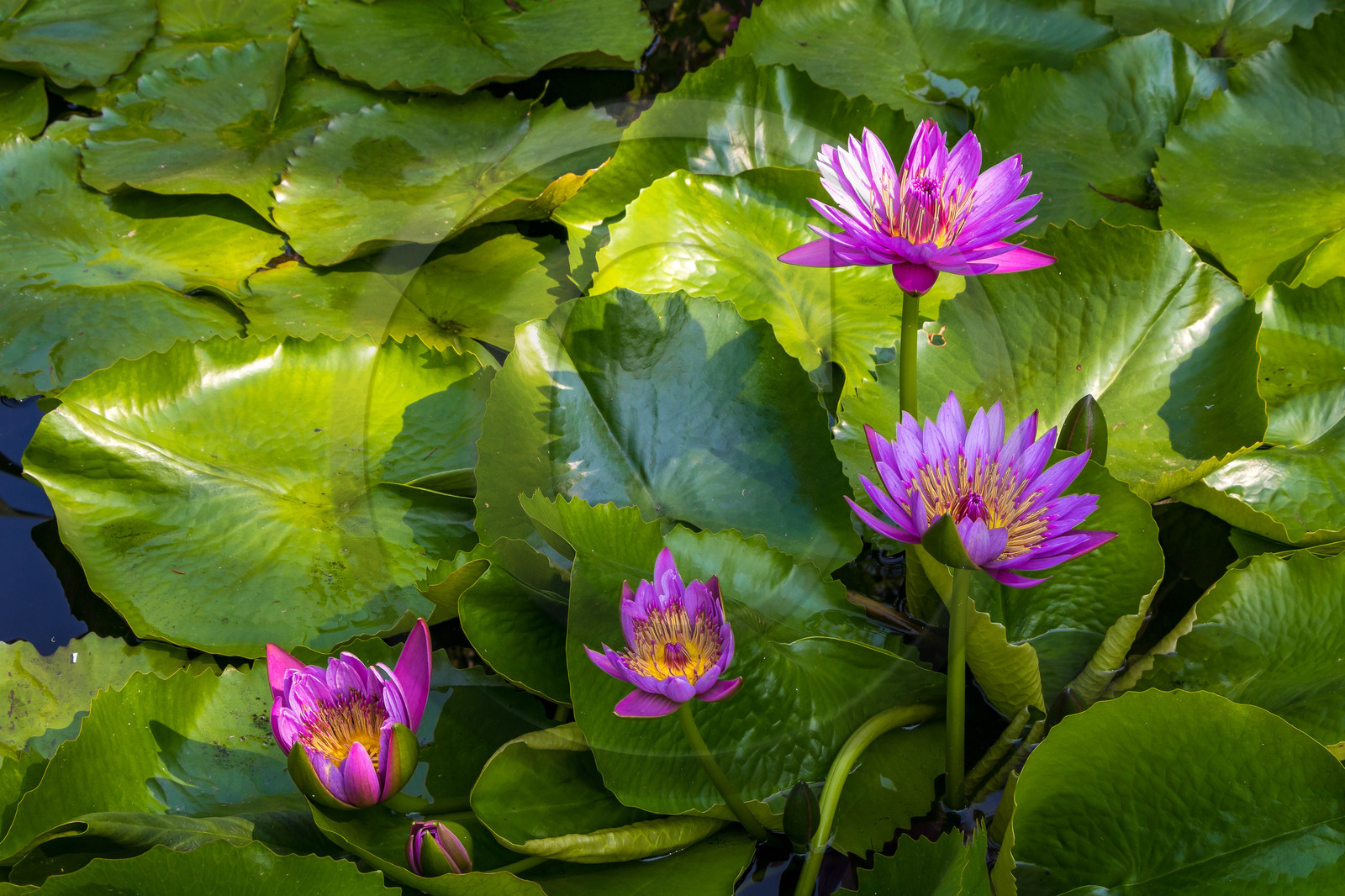 Lac Majeur, Isola Madre