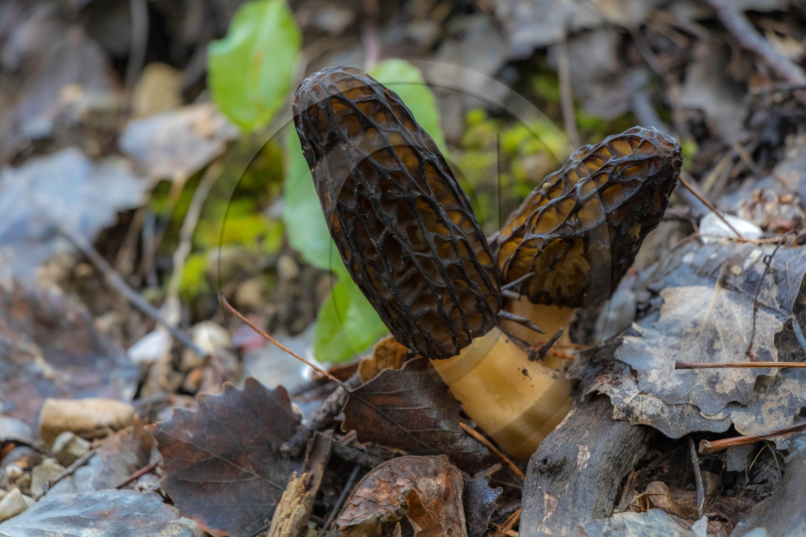 Morille noire, morchella elata
