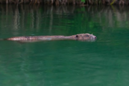Réserve naturelle du Bout du Lac d'Annecy, Castor d'Europe (Castor fiber)