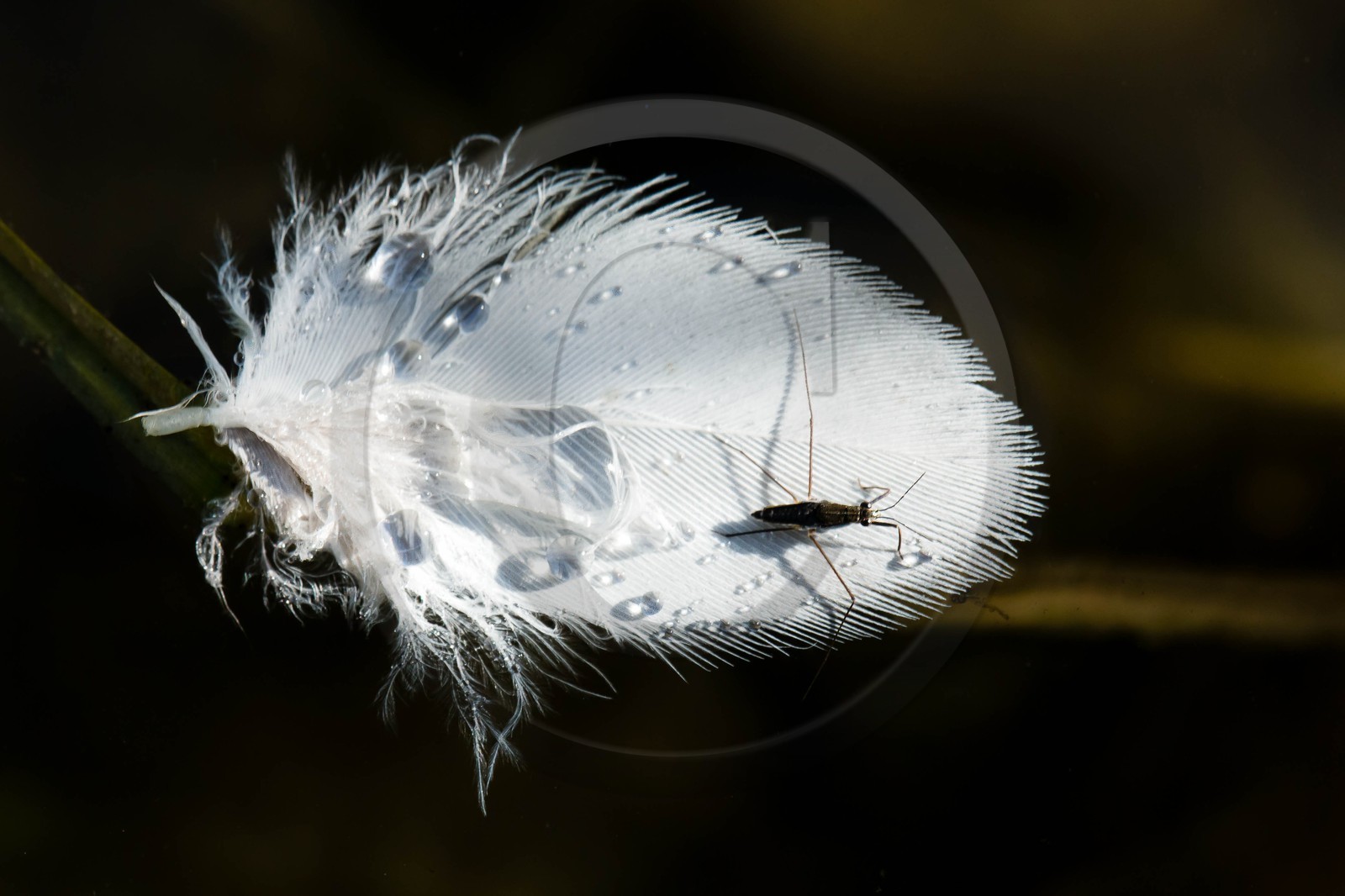 ENS de l'Isère, espace alluvial de la Rolande