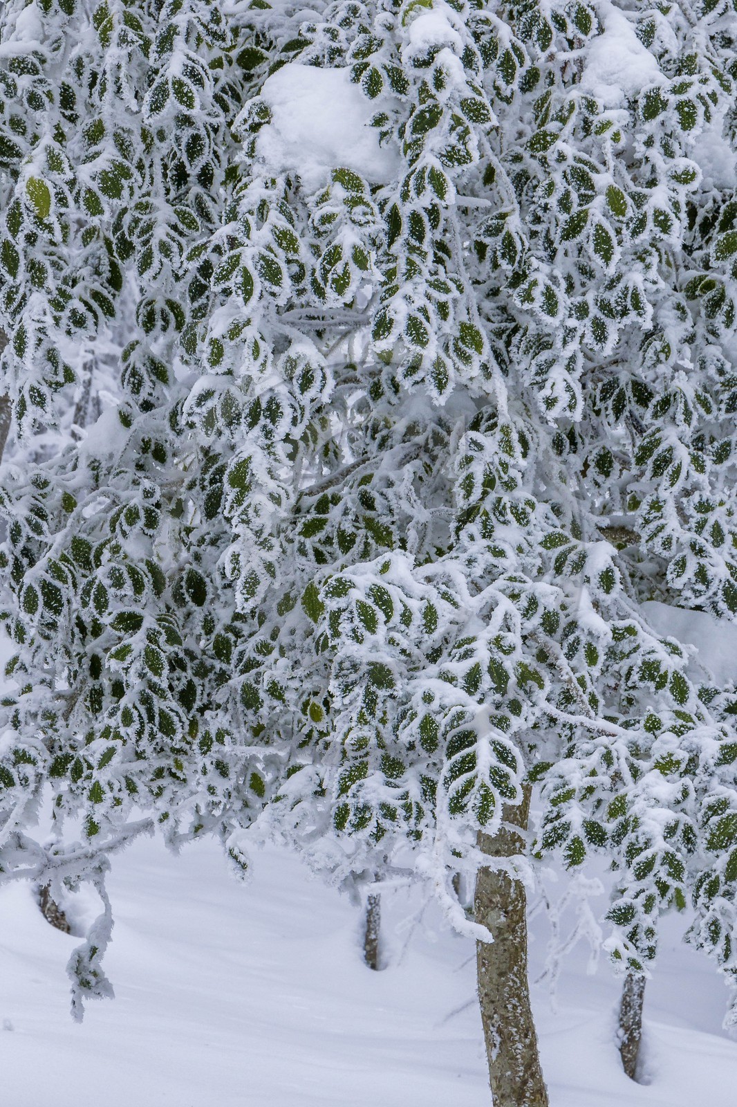 ENS de l'Isère, Les Ecouges