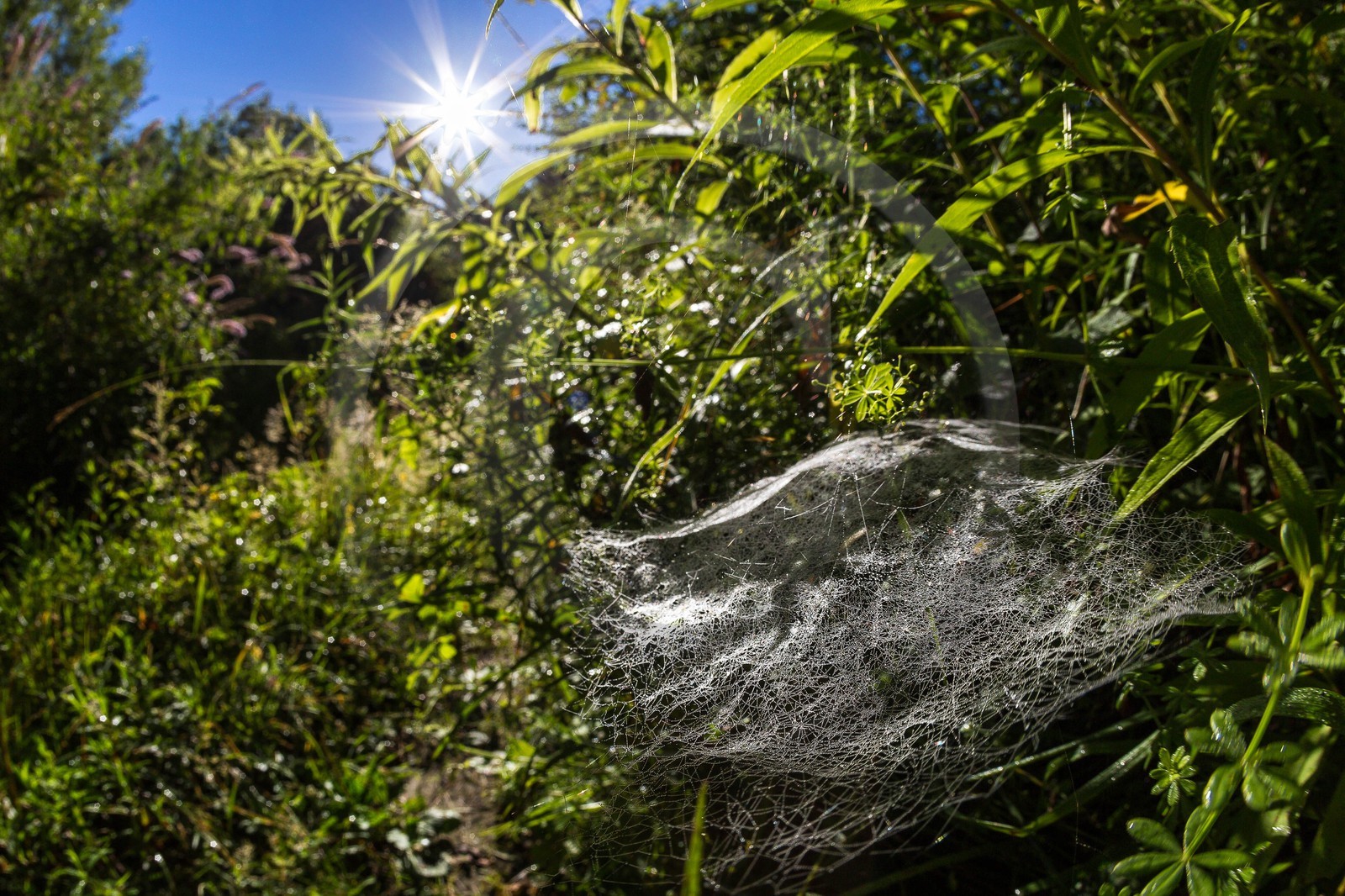 ENS de l'Isère, espace alluvial de la Rolande