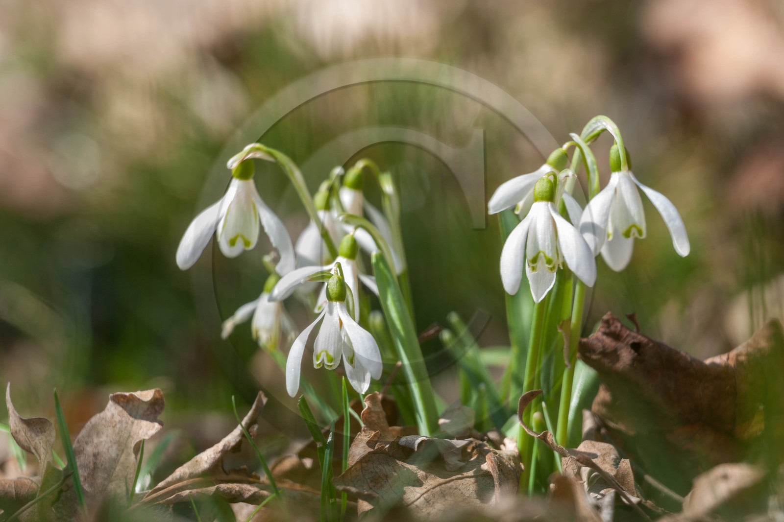 Perce-neige, Galanthus nivalis