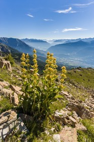 Gentiane jaune, Gentiana lutea