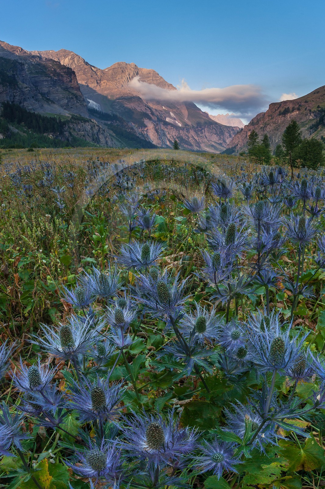 Chardon Bleu, Panicaut des Alpes, Eryngium alpinum