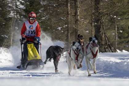 Chiens d'attelage