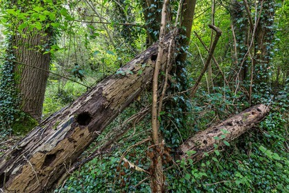 ENS de l'Isère, étang de Mai