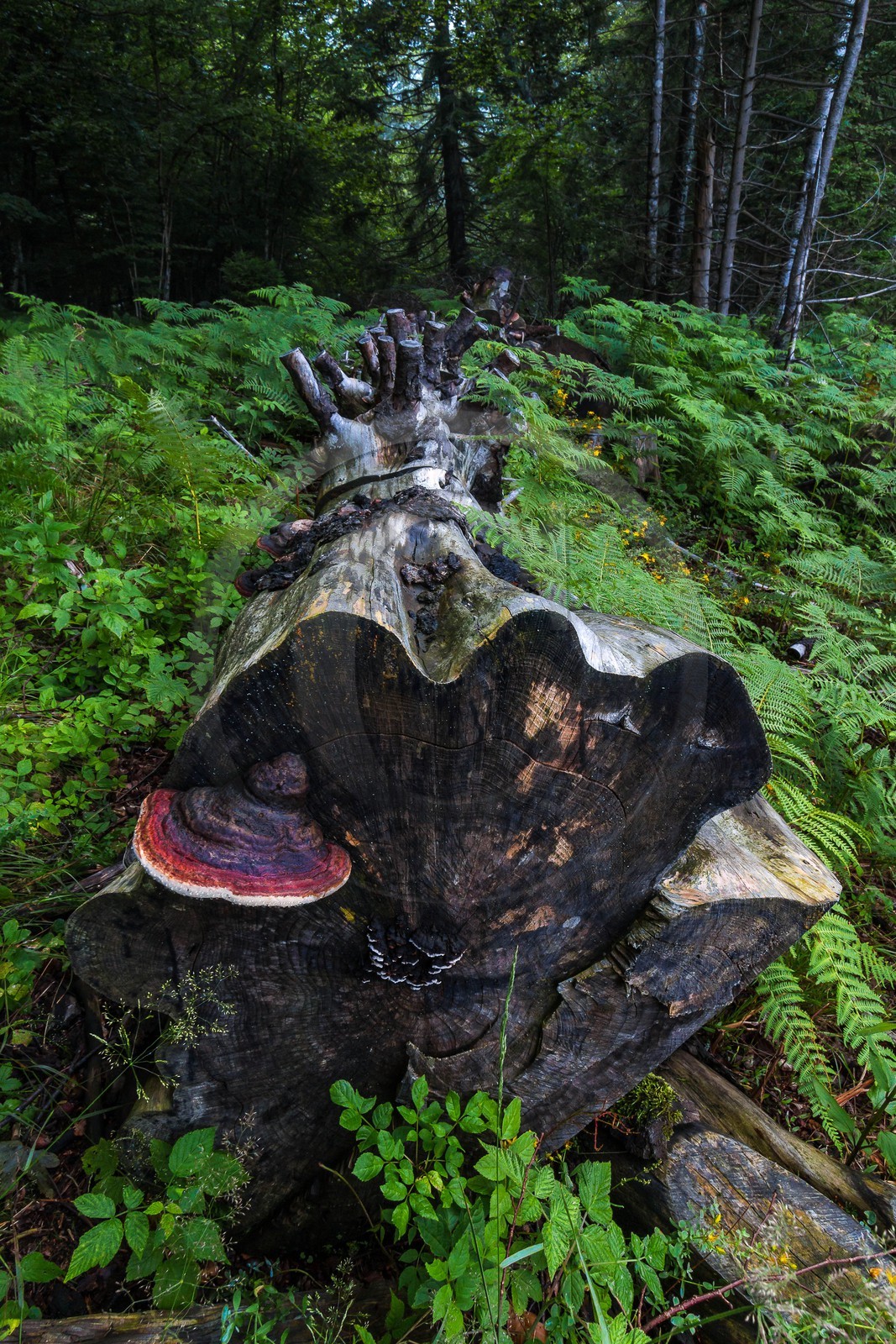 ENS de l'Isère, Les Ecouges