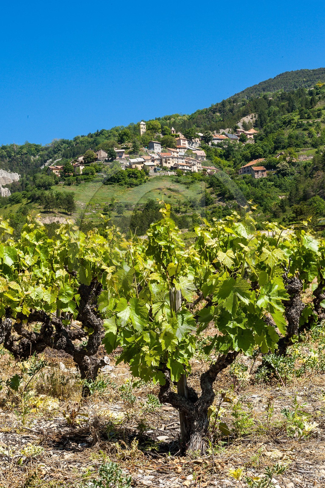 Domaine Allemand,  Laetitia et Marc Allemand , viticulteurs