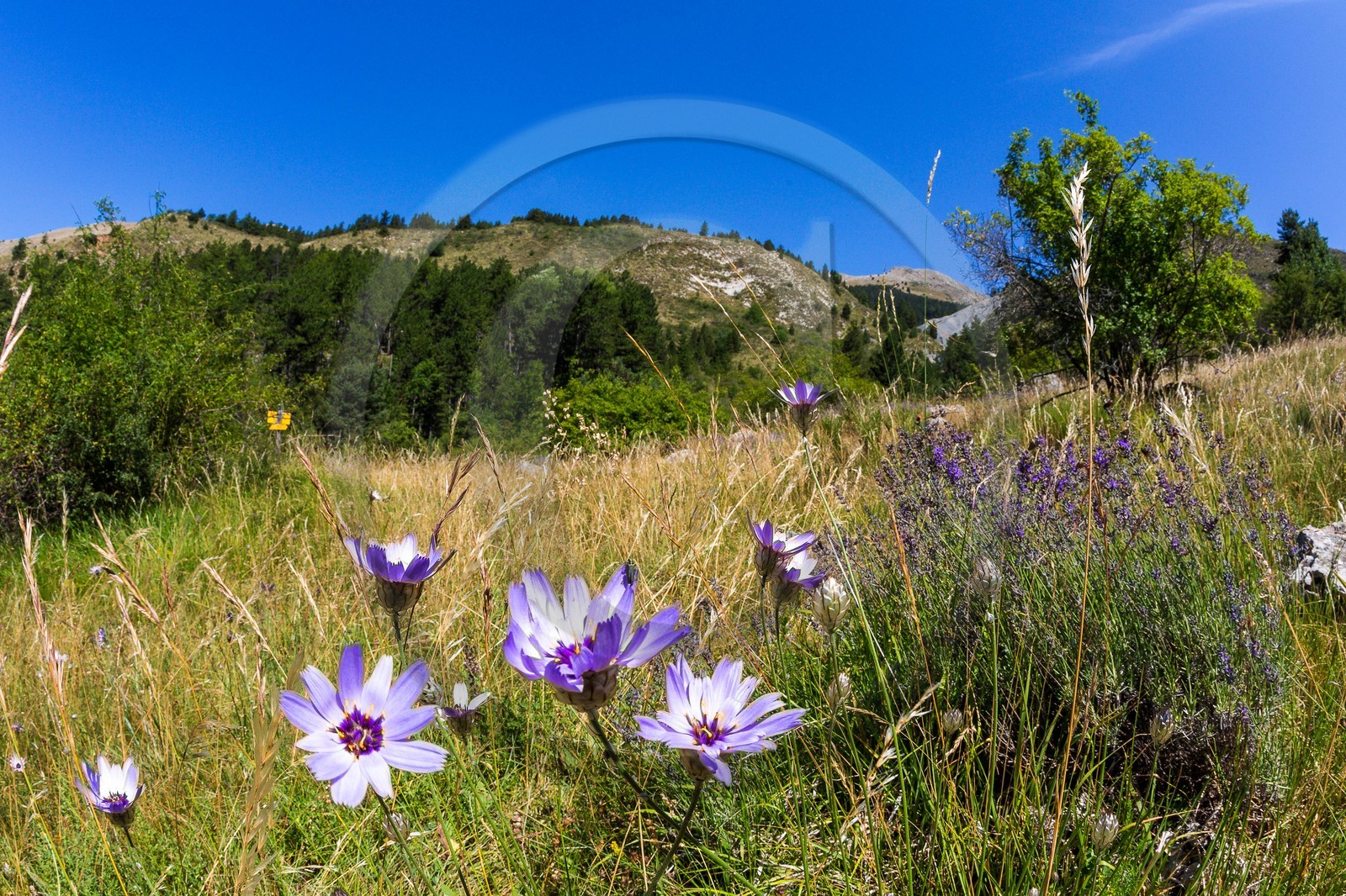 GR6 Tour des Monges, Catananche caerulea