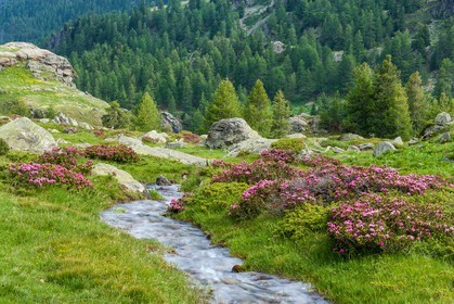 Rhododendrons