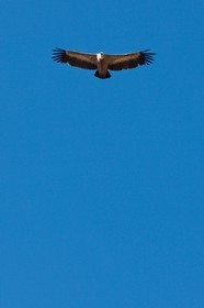 Vautour fauve, Gyps fulvus
