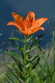 Lis orangé, Lilium bulbiferum subsp. croceum