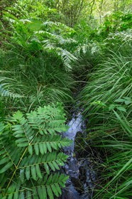ENS de l'Isère, Tourbière des Planchettes, Osmonde royale (Osmunda regalis)