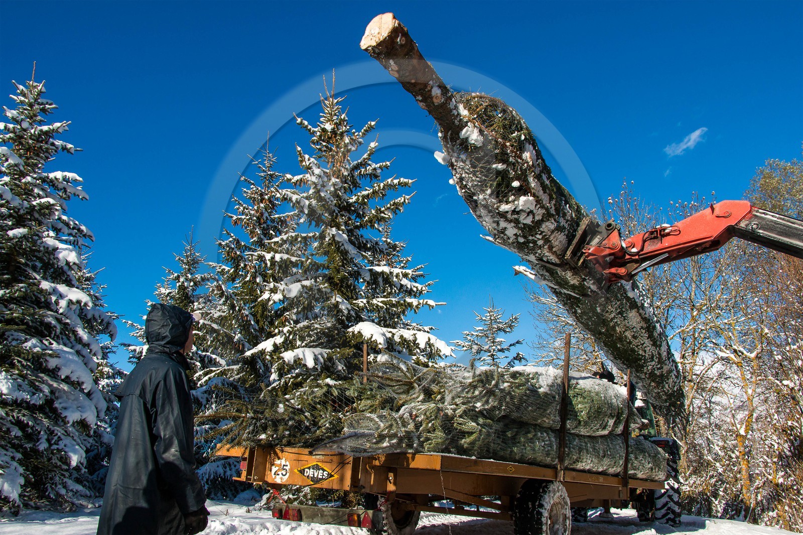 Pépinière Robin, producteur de sapin de Noël