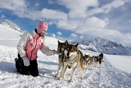 Chiens d'attelage