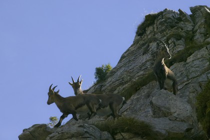 Bouquetin, ou bouquetin des Alpes (Capra ibex)