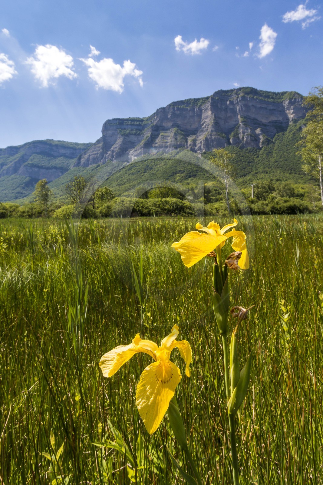 ENS de l'Isère, Marais de Montfort