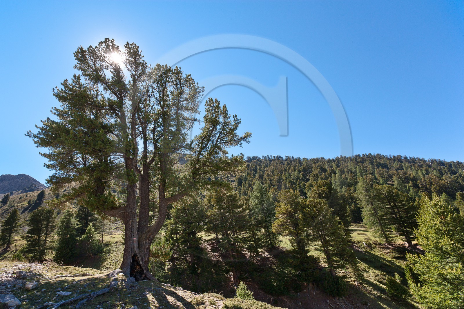 Bois des Ayes, Pin cembro