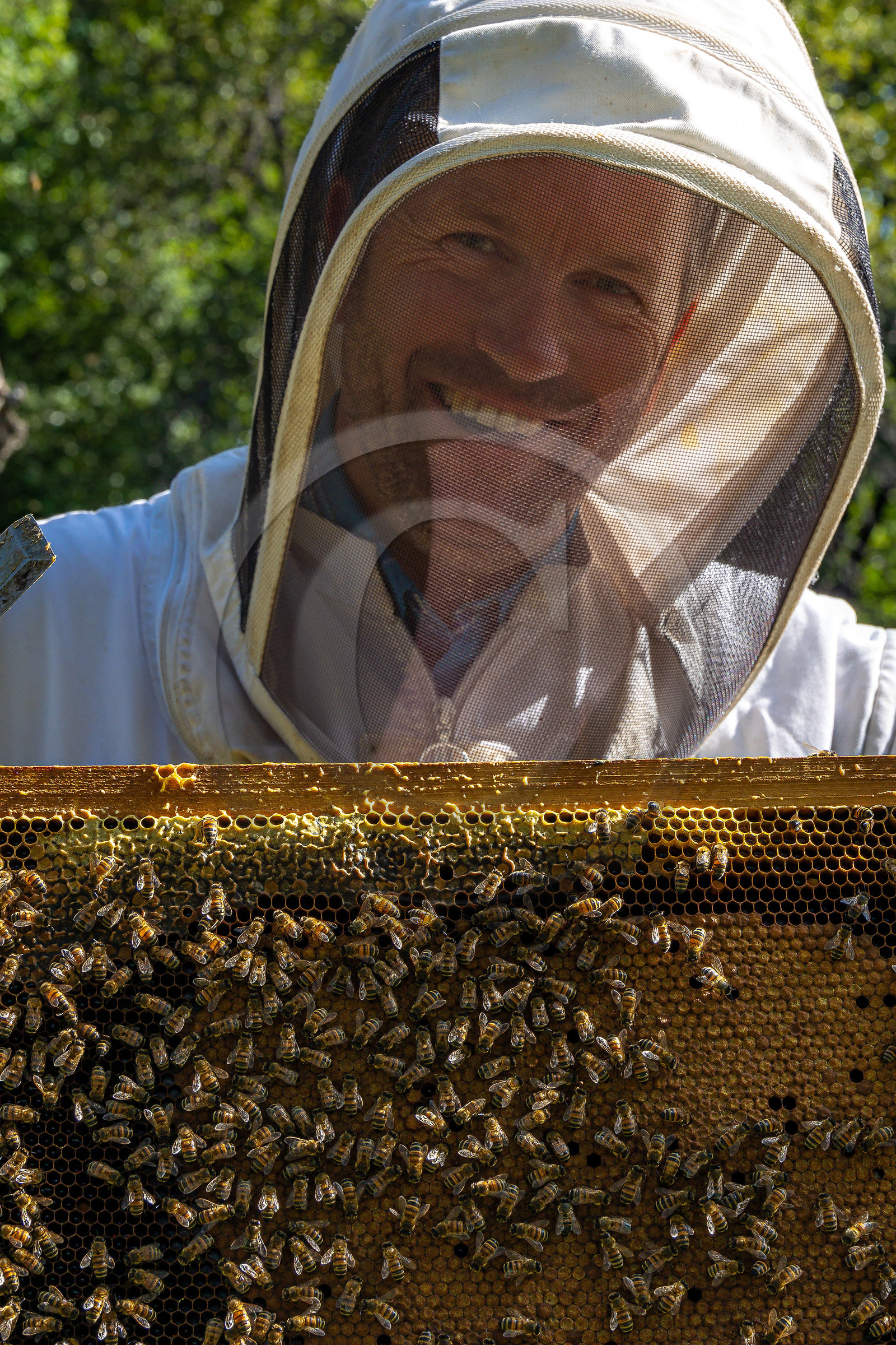 Jean-Jacques Daubert - Apiculteur
