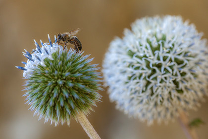 Abeille sur Echinops