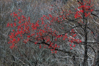 Col d'Ornon, sorbier des oiseleurs (Sorbus aucuparia L.)