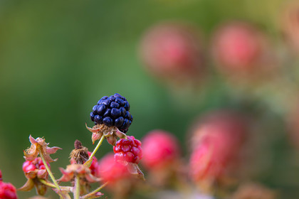 Ecrins de fruits, producteur de fruits rouges