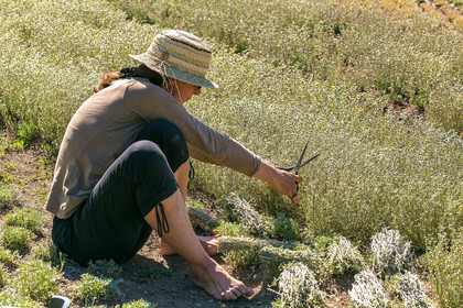 Bruno Gonnon, cultivateur de génépi bio