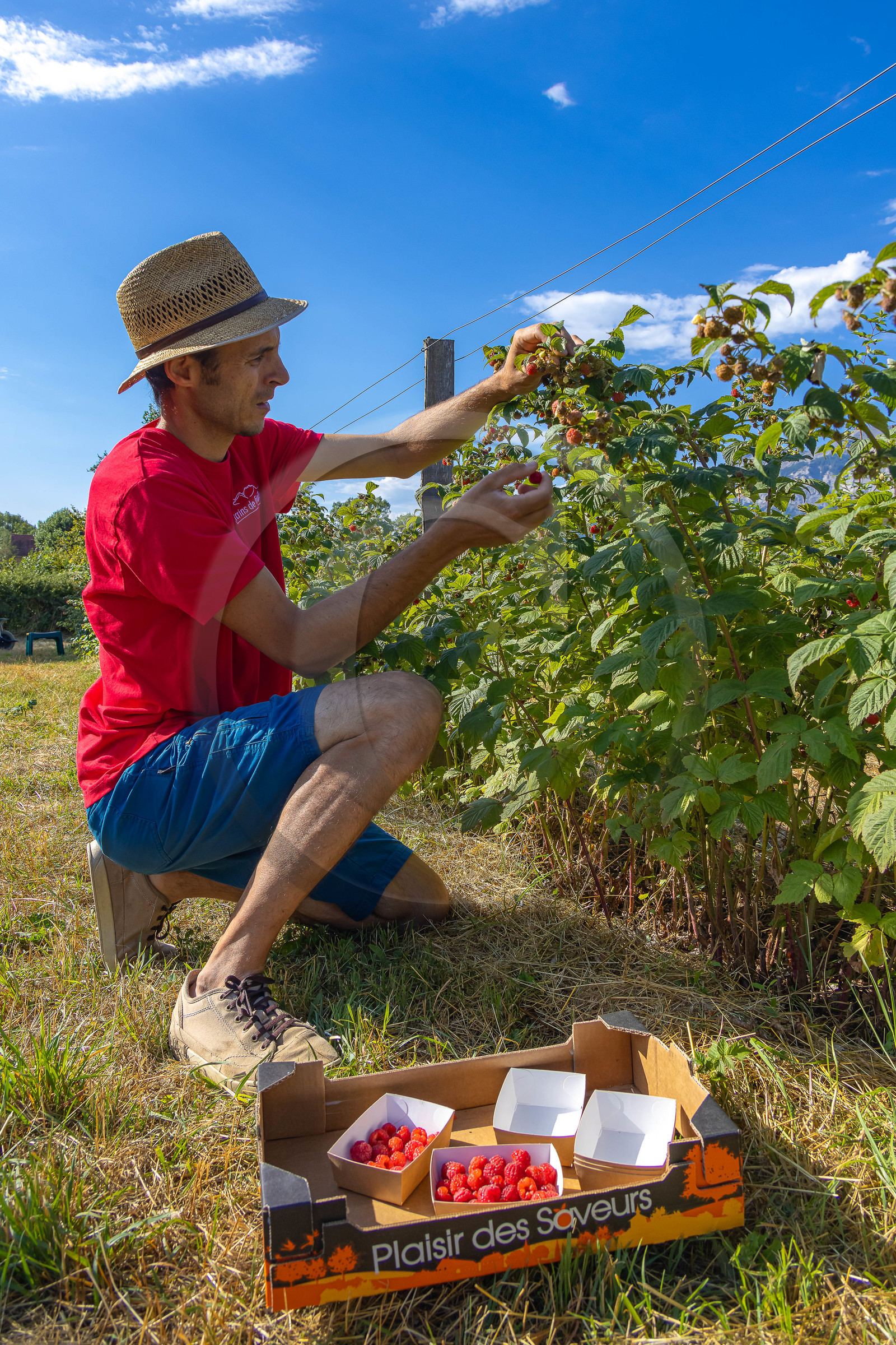 Ecrins de fruits, producteur de fruits rouges