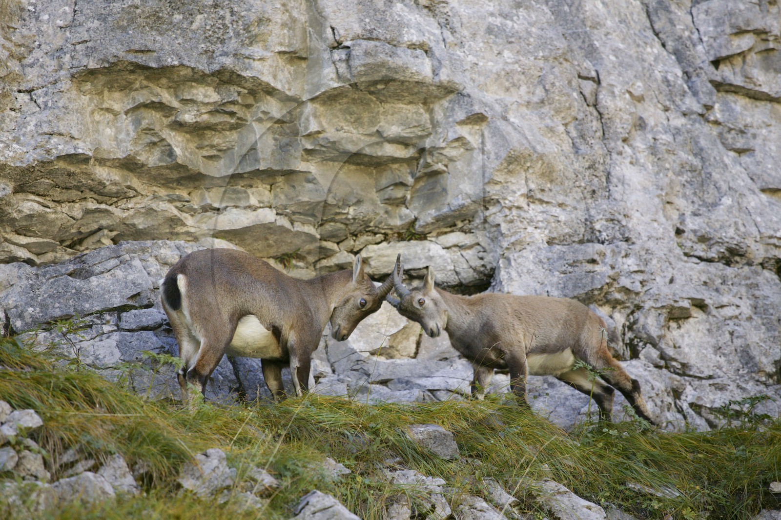 Bouquetin, ou bouquetin des Alpes (Capra ibex)
