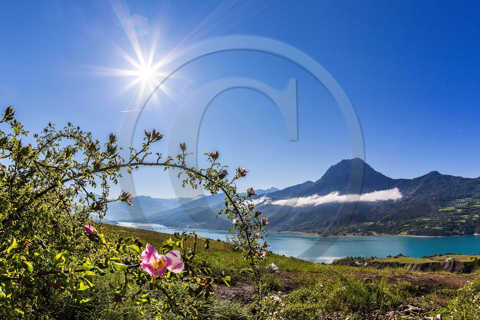 Lac de Serre-Ponçon, rosiers, églantiers et le Pic de Morgon