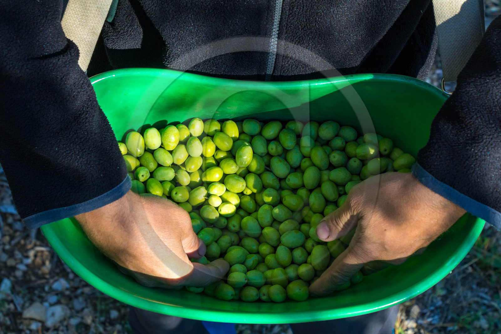 Le verger des Baux, Olivier Roman
