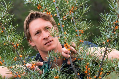 David Viveau agriculteur, producteur de baies d'argousier