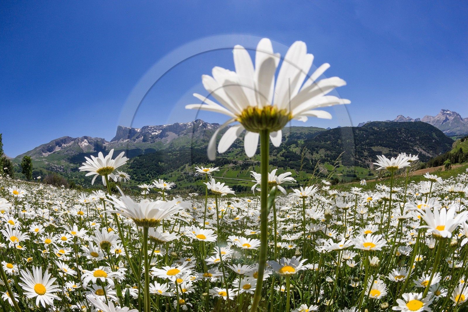 Marguerite commune, Leucanthemum vulgare