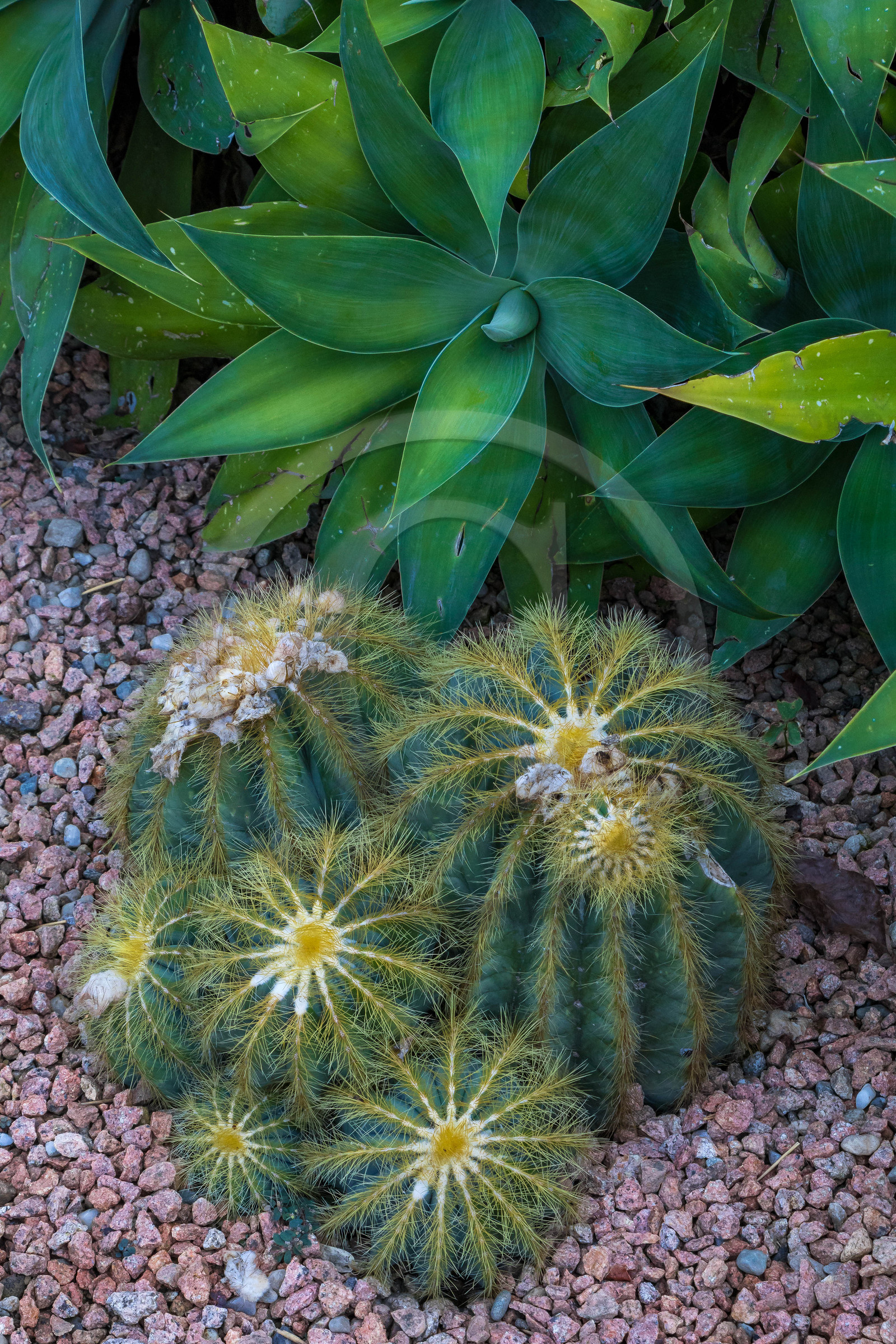Jardin botanique de la villa Taranto