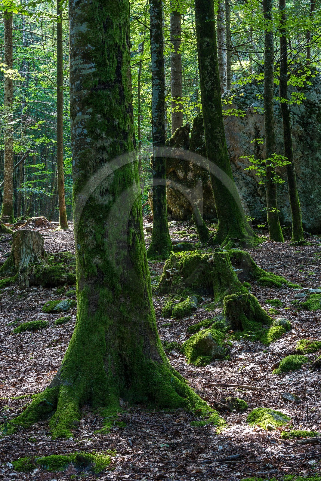 ENS de l'Isère,Tourbières du Peuil