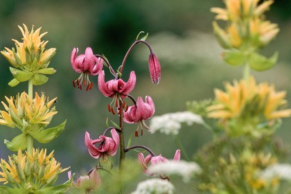 Lis martagon, Lilium martagon