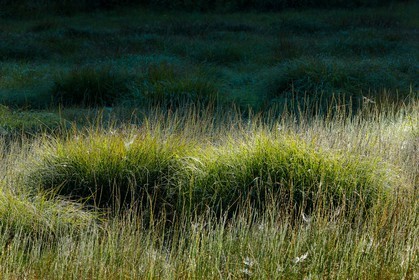 ENS de l'Isère,Tourbières du Peuil
