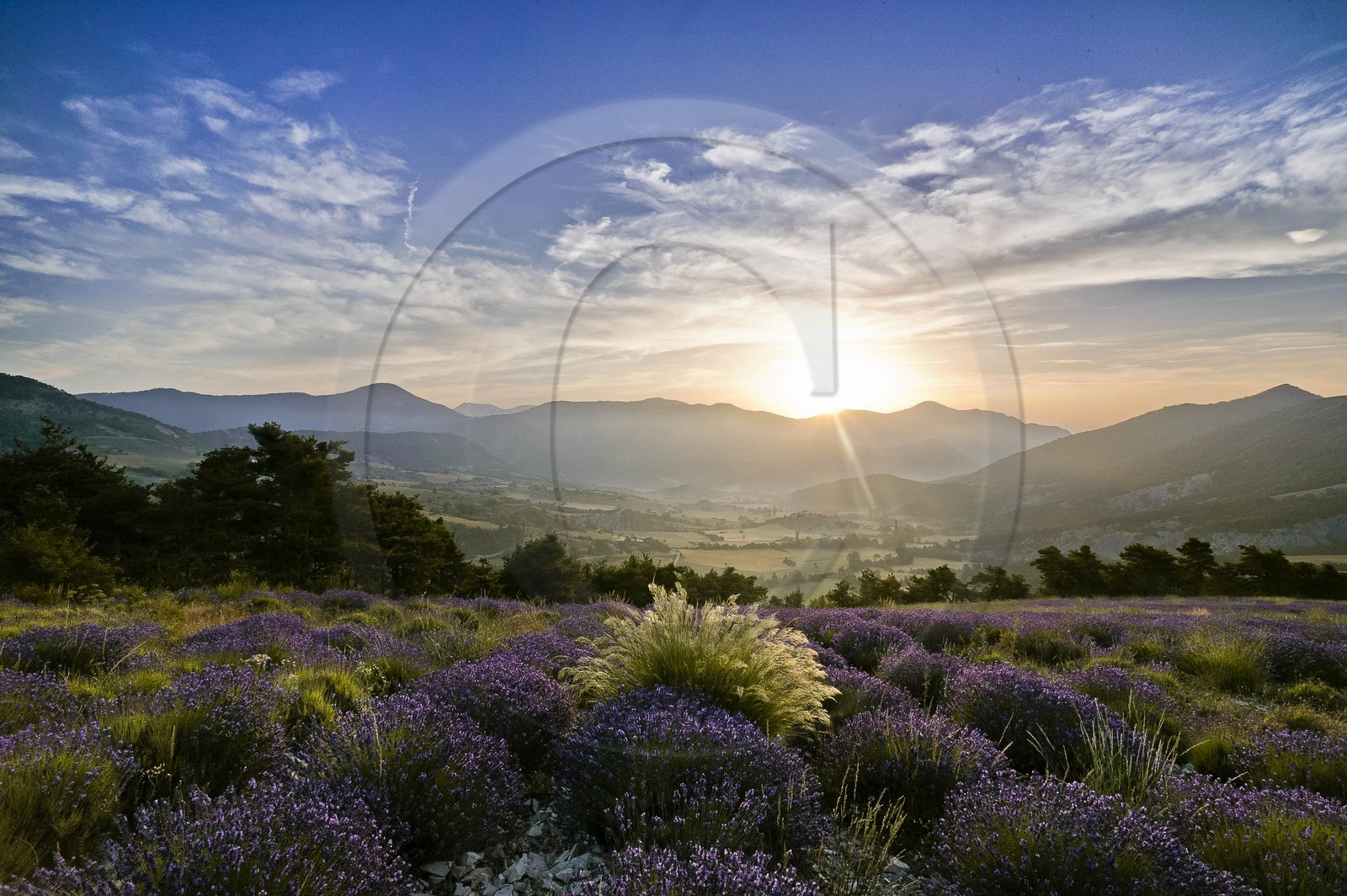 Étoile-Saint-Cyrice, champs de lavande