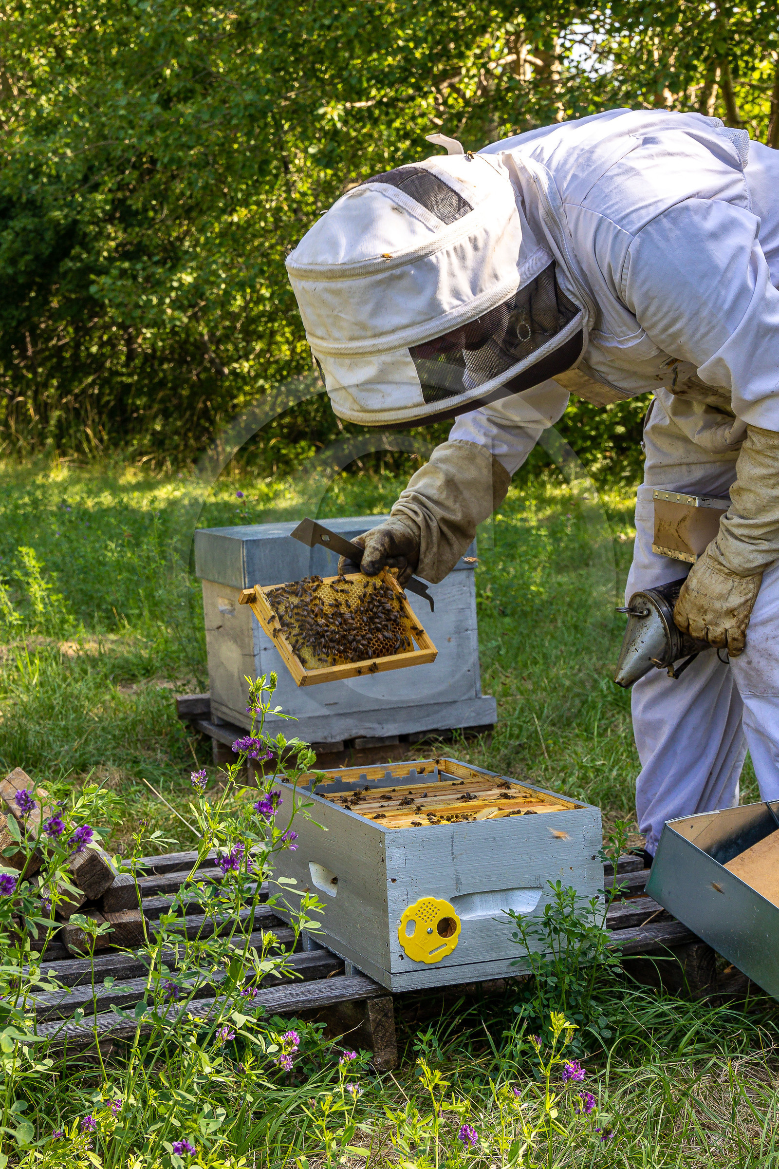 Jean-Jacques Daubert - Apiculteur
