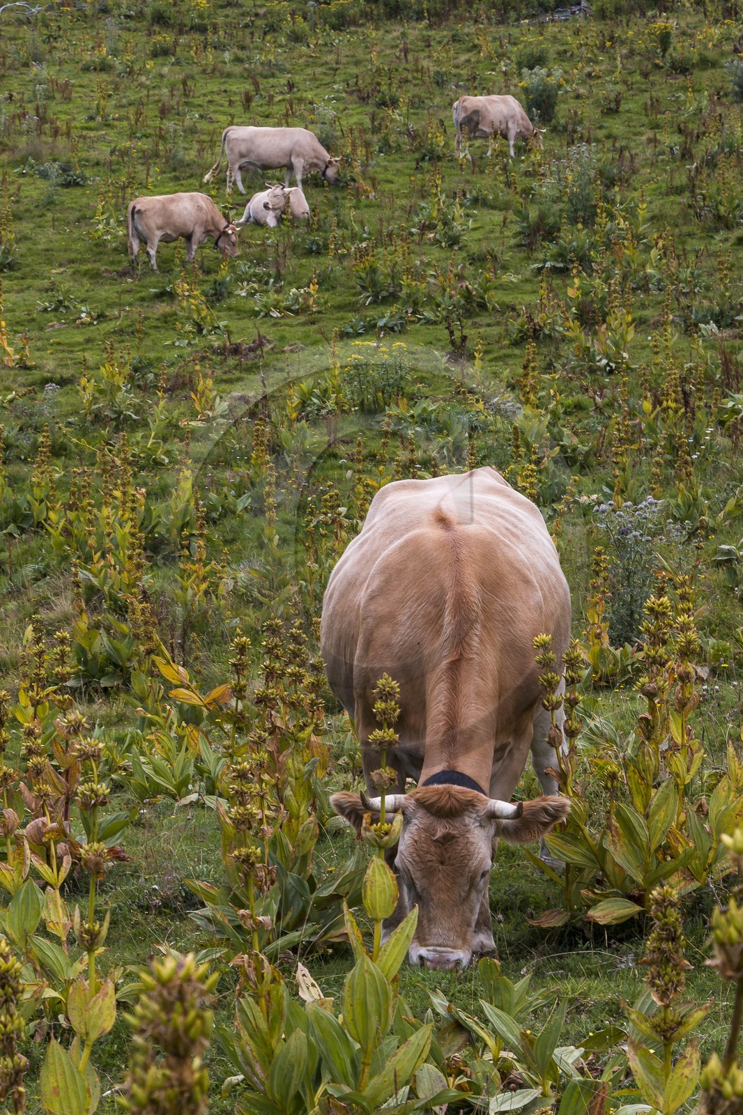 ENS de l'Isère, Plateau de la Molière et du Sornin