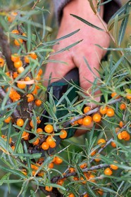 David Viveau agriculteur, producteur de baies d'argousier